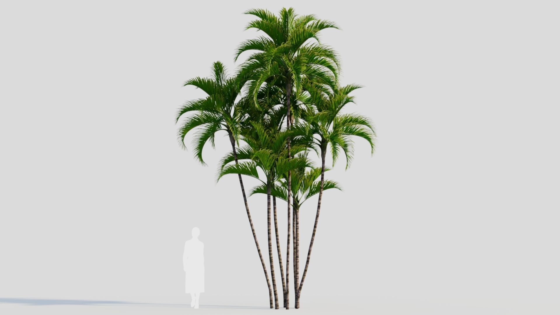 Dypsis lutescens a 3D model_7