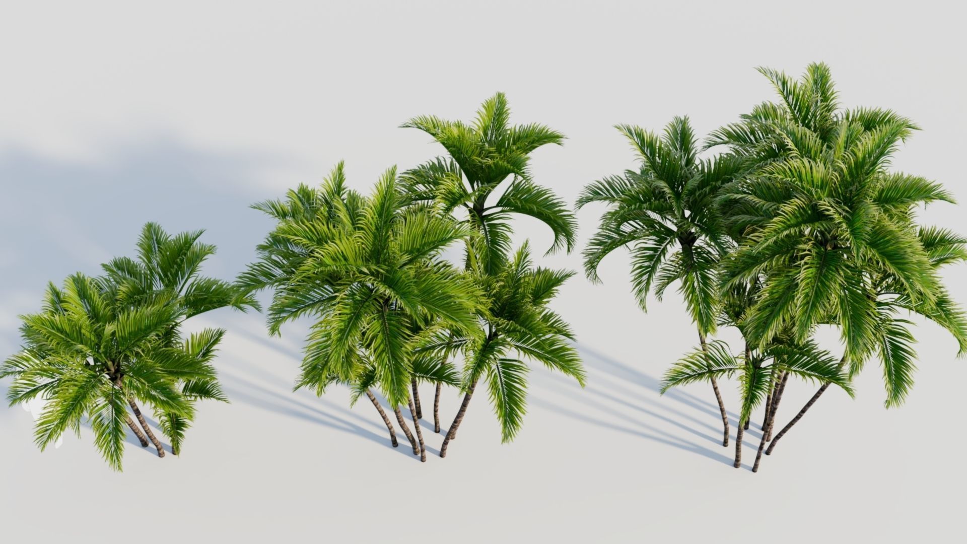 Dypsis lutescens a 3D model_2