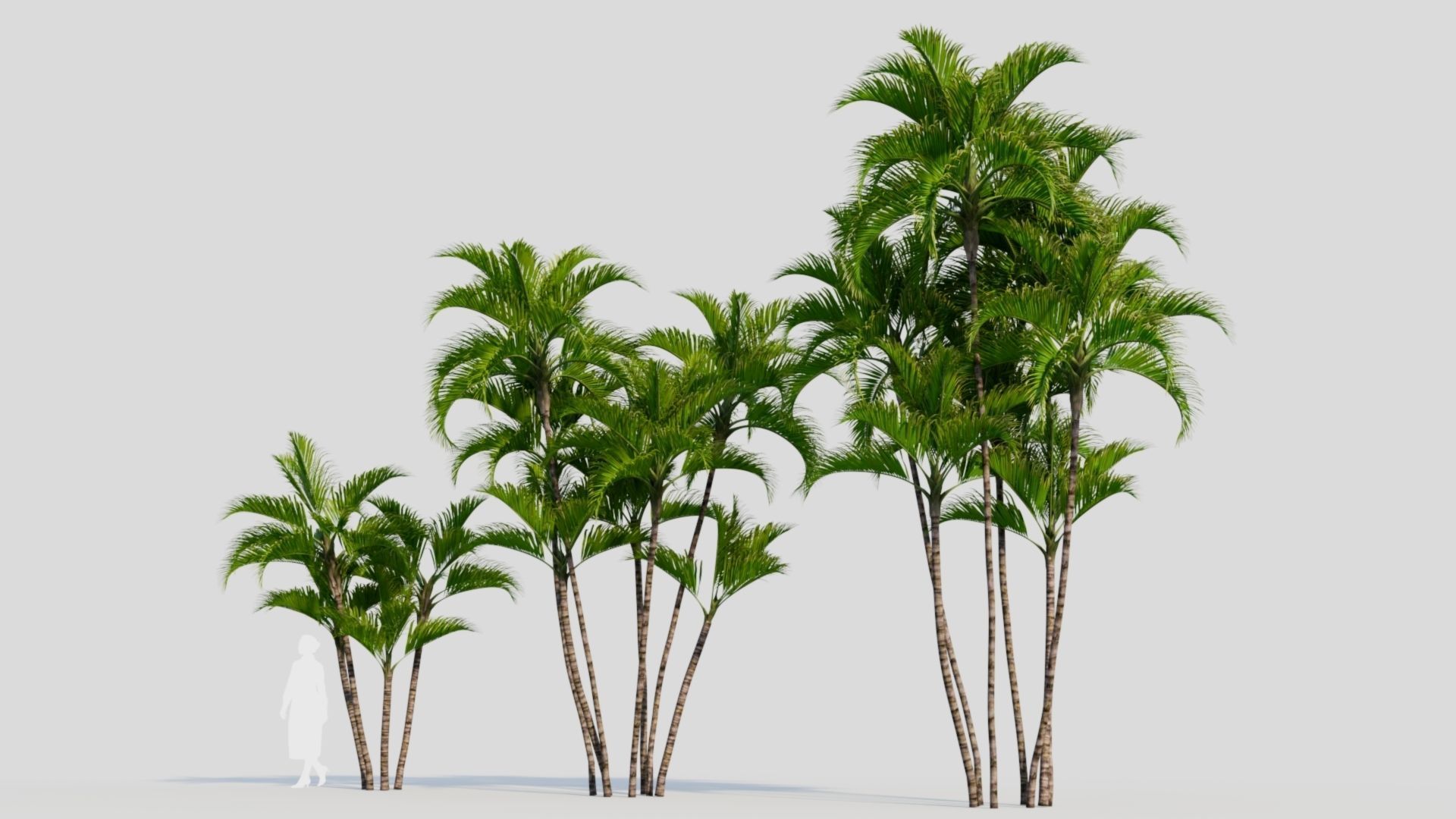 Dypsis lutescens a 3D model_1