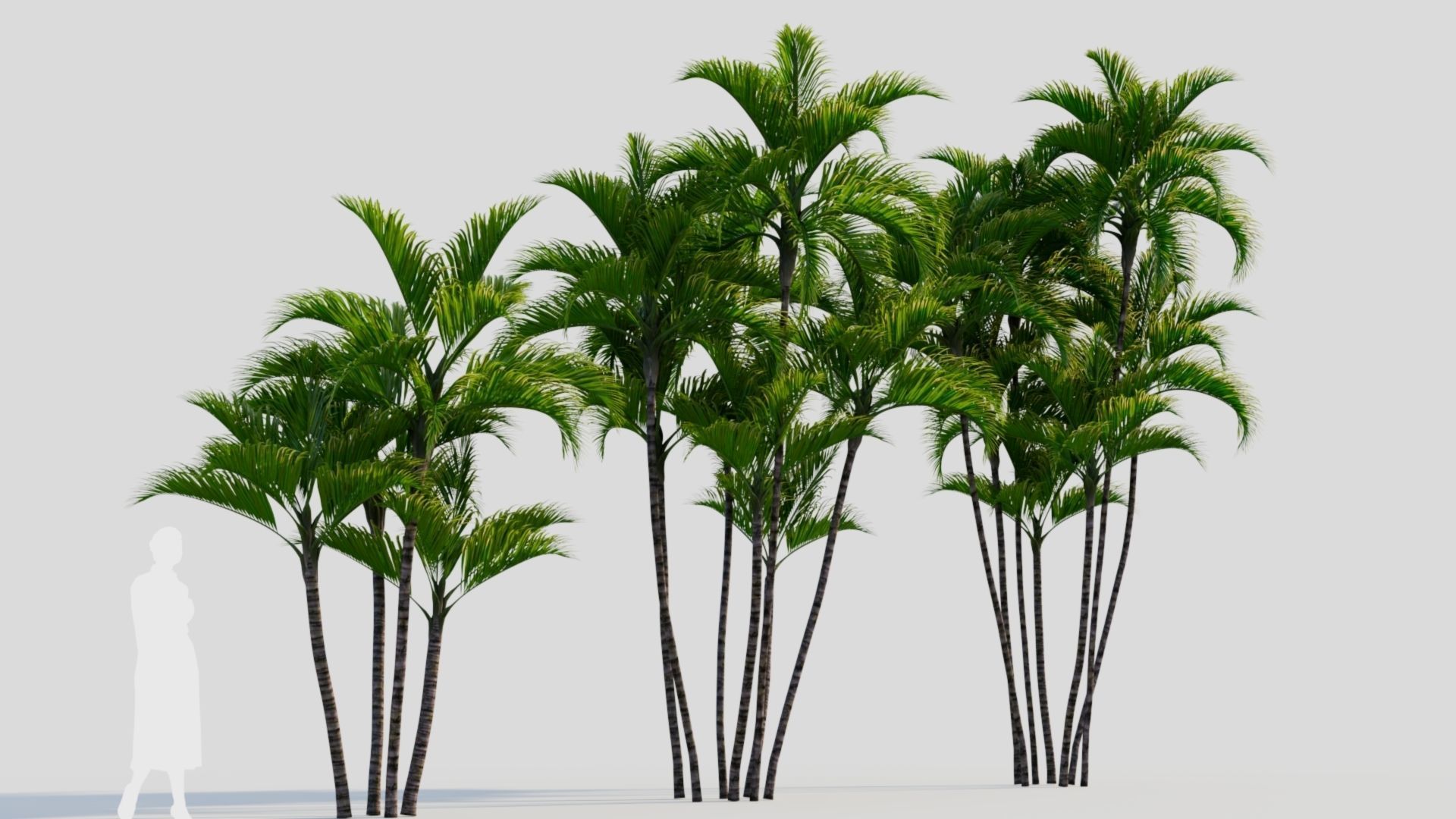 Dypsis lutescens a 3D model_3