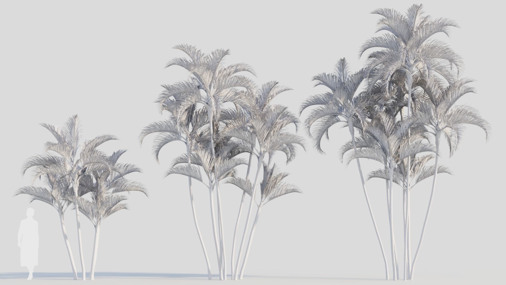 Dypsis lutescens a 3D model_8