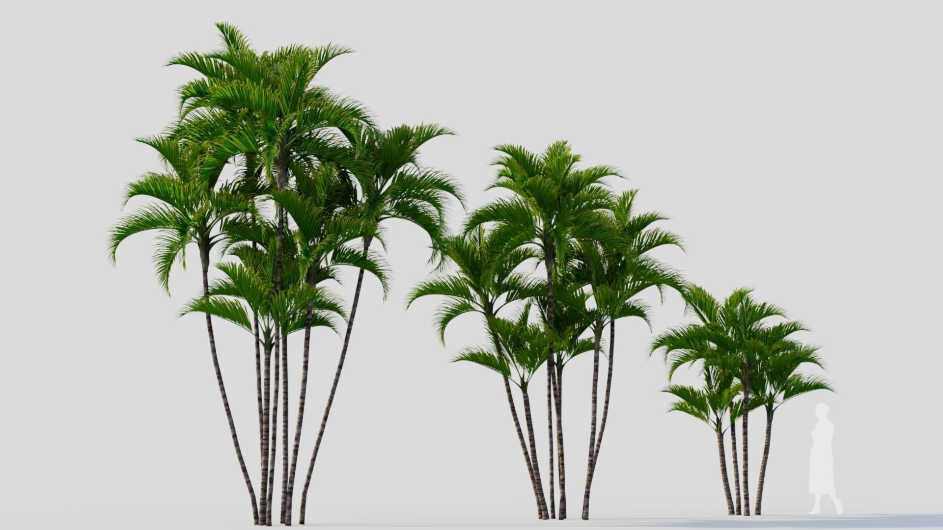 Dypsis lutescens a 3D model_4
