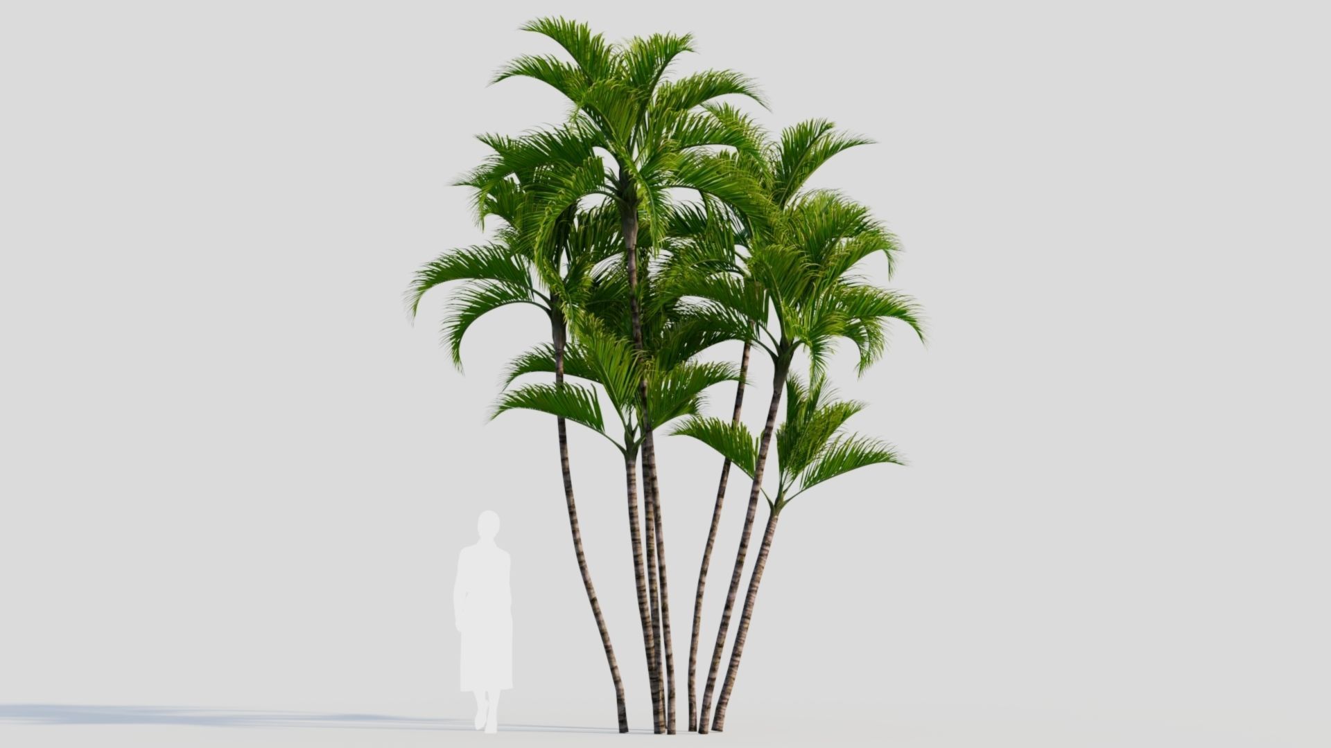 Dypsis lutescens a 3D model_6