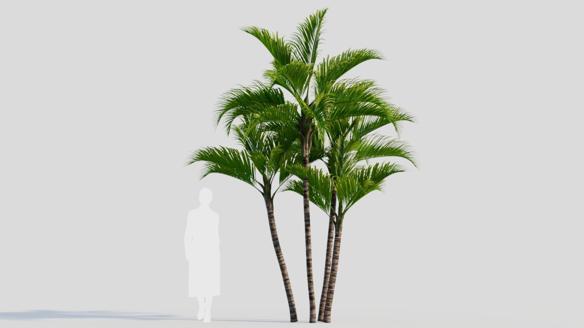 Dypsis lutescens a 3D model_5