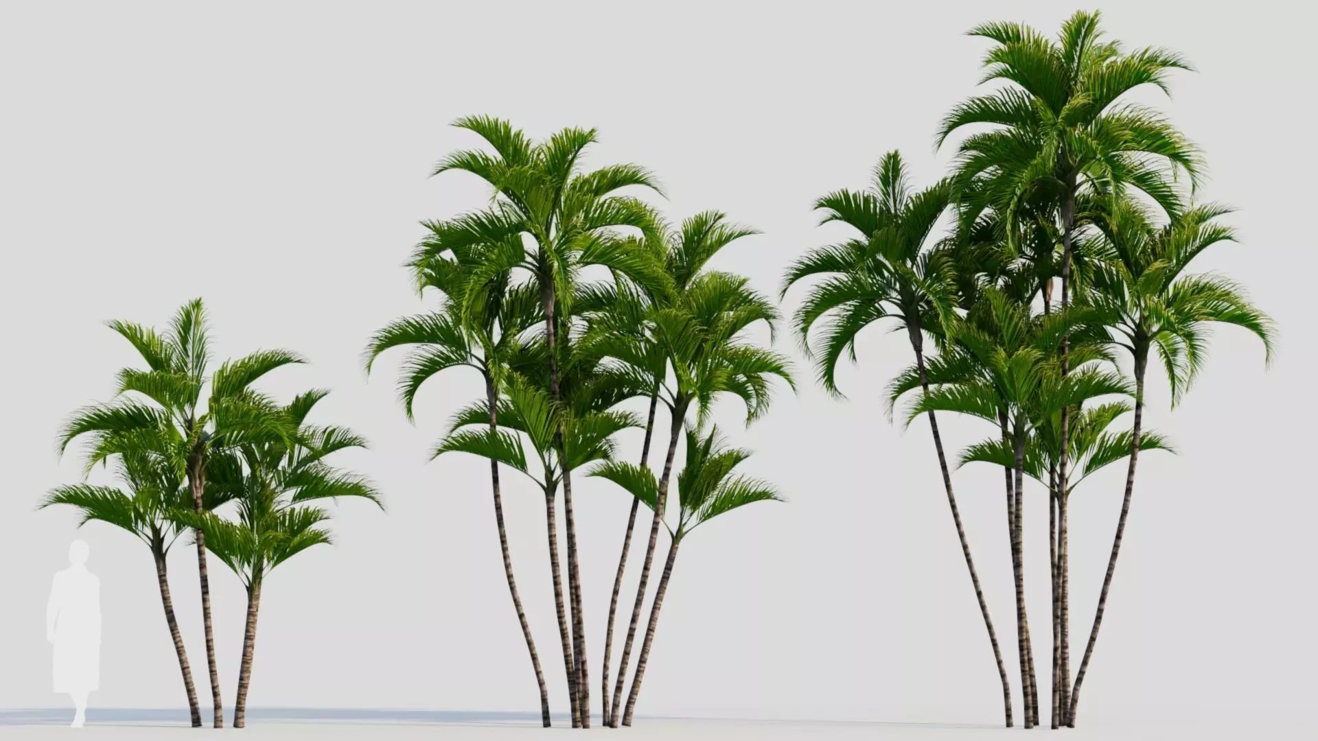 Dypsis lutescens a 3D model_0