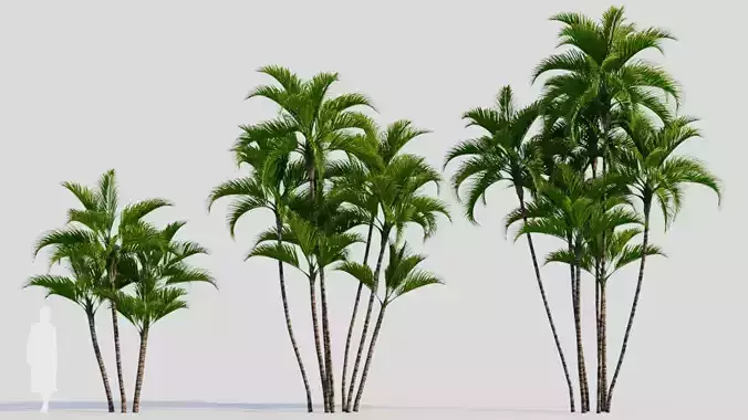 Dypsis lutescens a 3D model