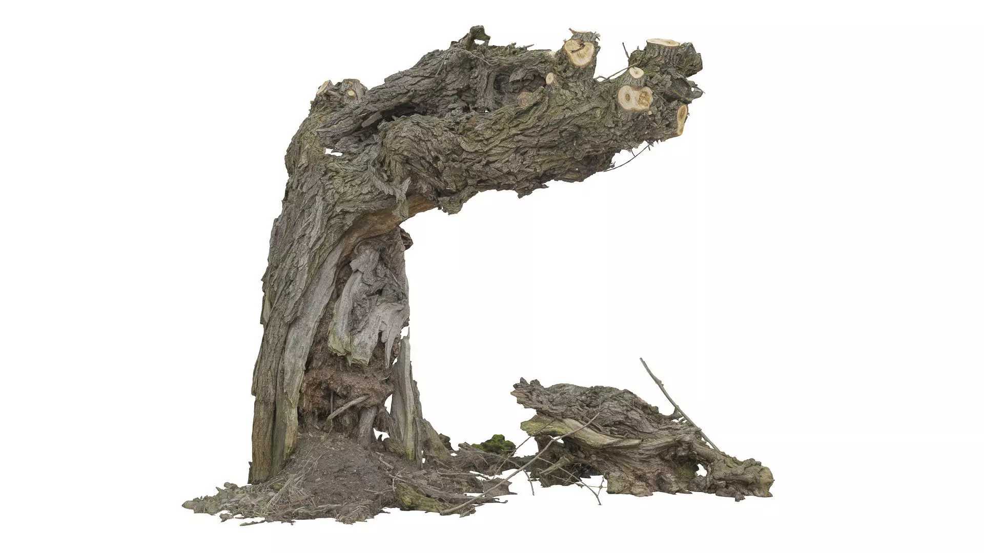 Old willow 01 3D model_0