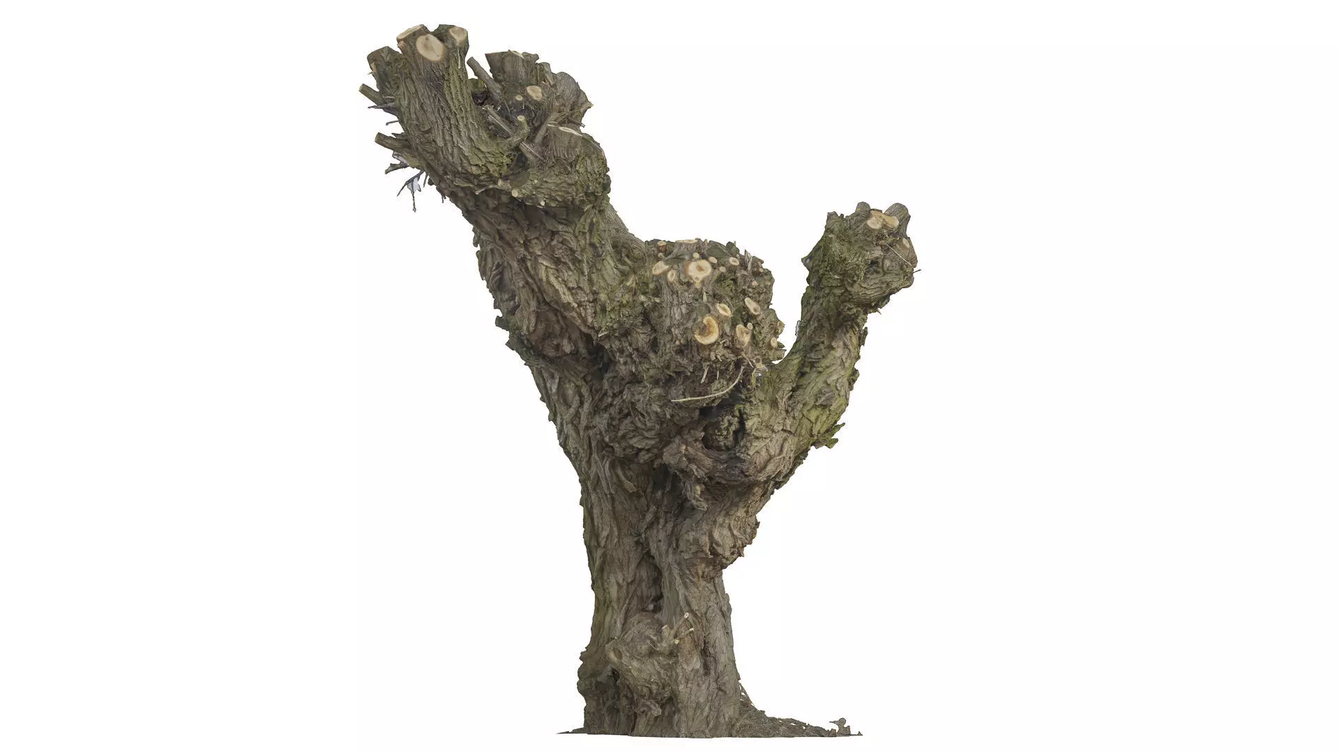Old willow 03 3D model