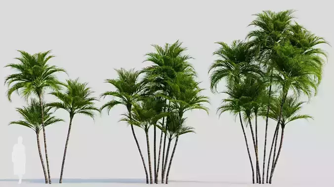 Dypsis lutescens b 3D model