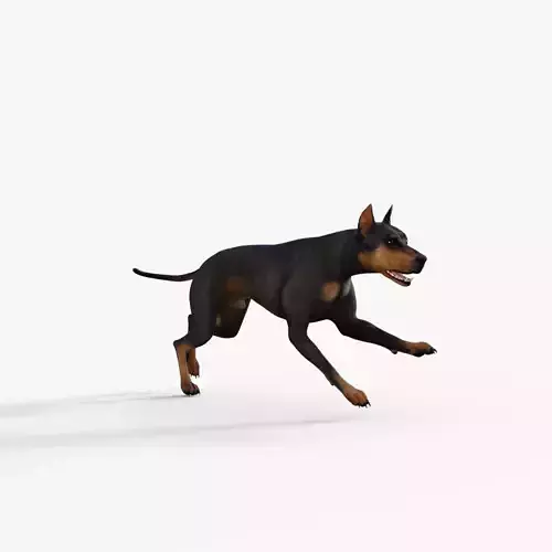 Doberman 3D Dog Rigged