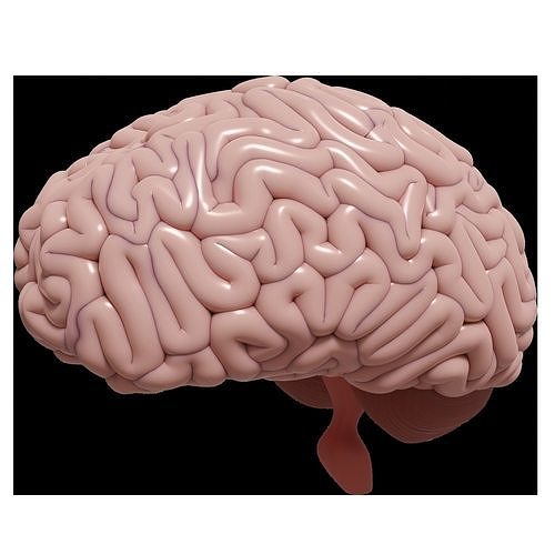 Human Brain 3D model