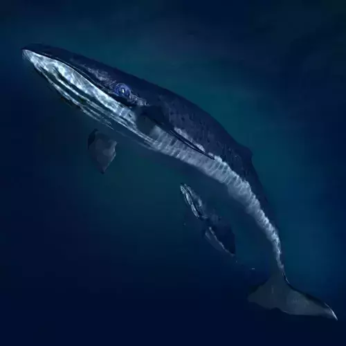 Blue Whales sea animals calves simple animal 3D model