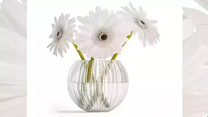 Small Bouquet Of White Flowers Zerbera Gerbera 416