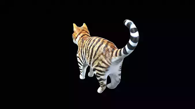 Awesome Cat