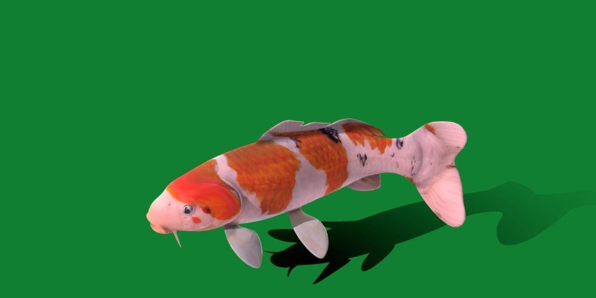 Nishikigoi Koi Fish Low-poly 3D model_31