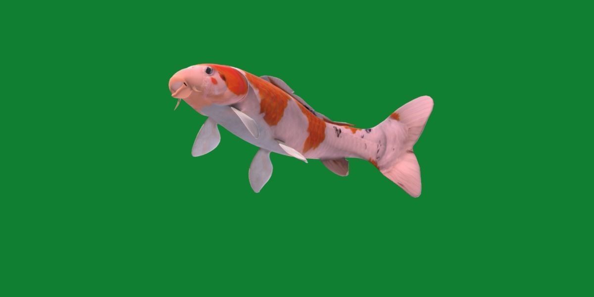Nishikigoi Koi Fish Low-poly 3D model_33