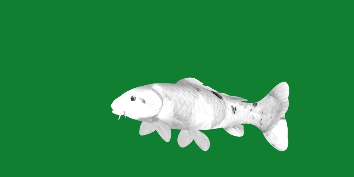 Nishikigoi Koi Fish Low-poly 3D model_23