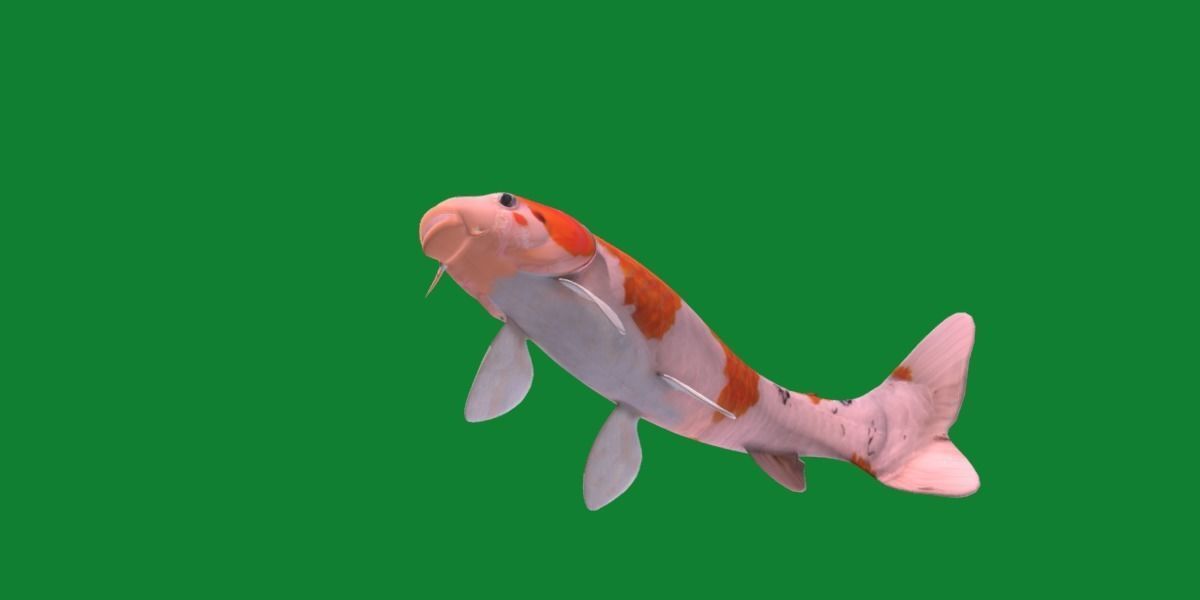 Nishikigoi Koi Fish Low-poly 3D model_38