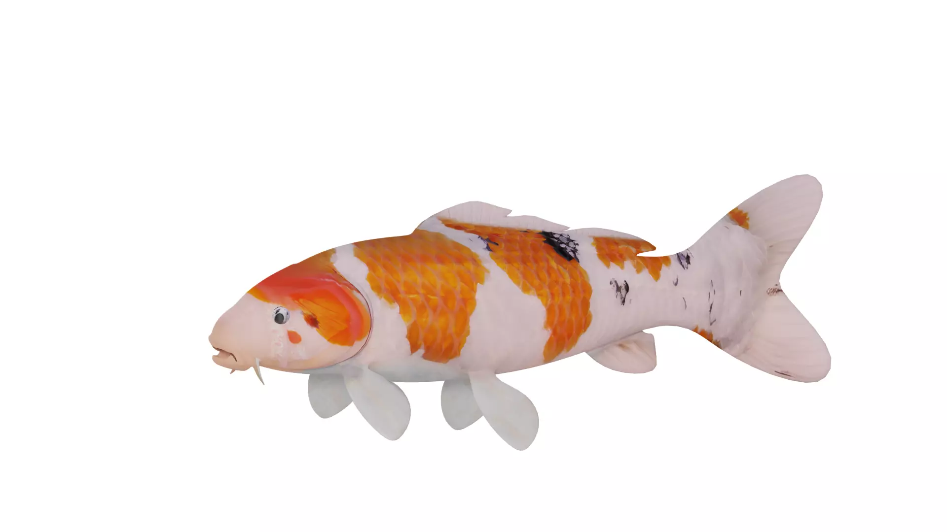 Nishikigoi Koi Fish Low-poly 3D model_4