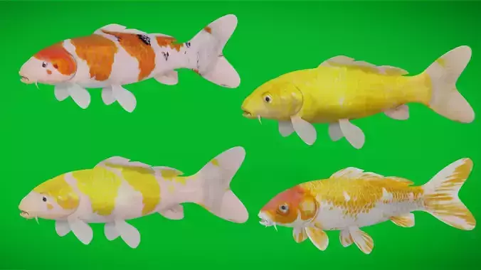 Nishikigoi Koi Fish Low-poly 3D model