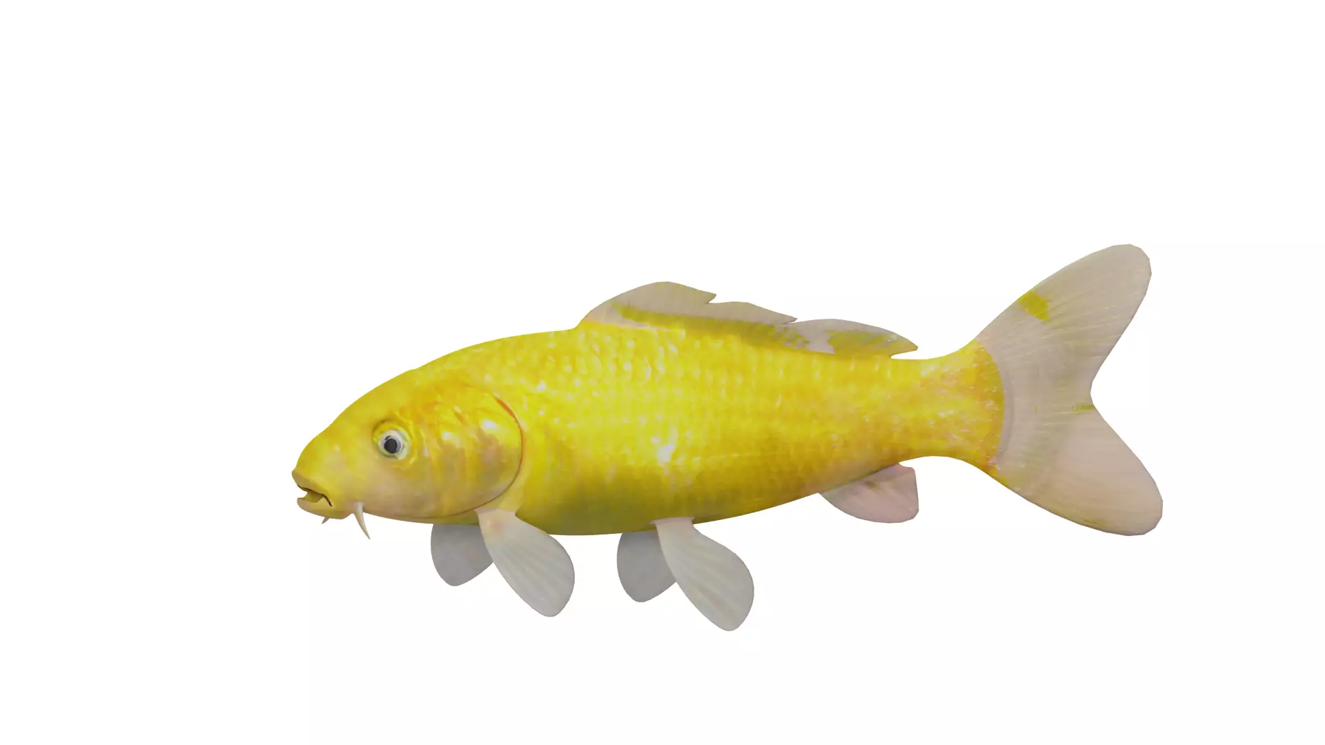 Nishikigoi Koi Fish Low-poly 3D model_6