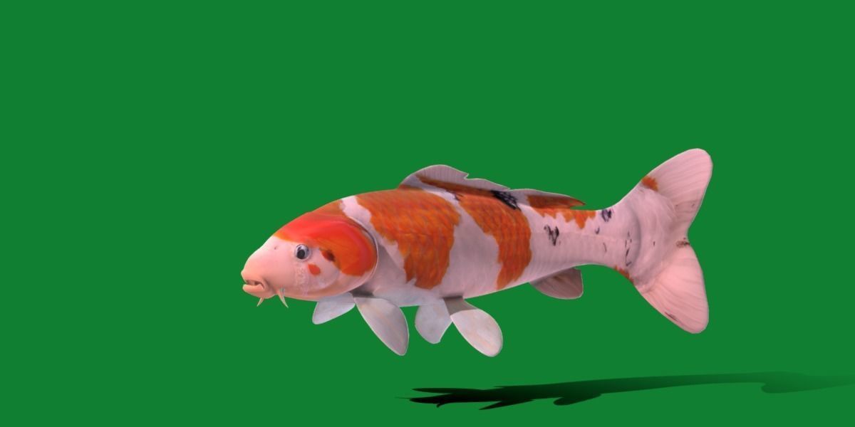 Nishikigoi Koi Fish Low-poly 3D model_40