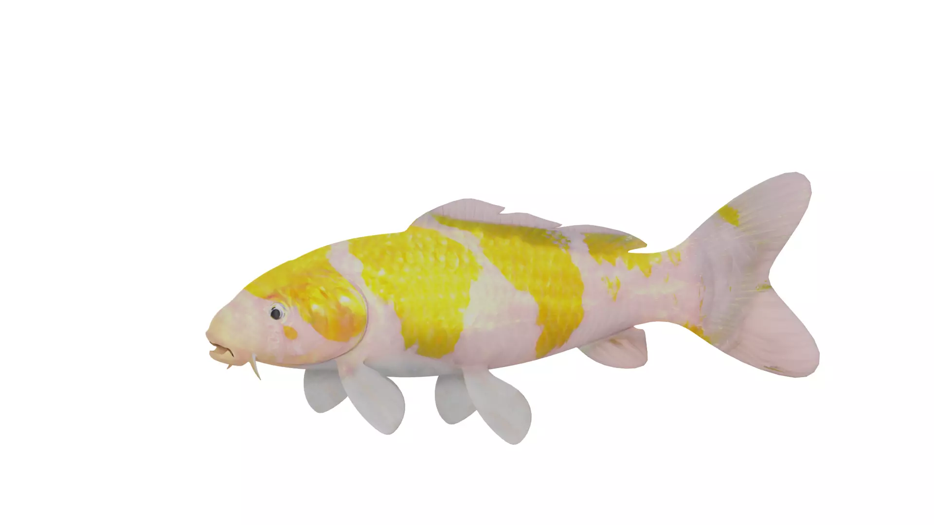 Nishikigoi Koi Fish Low-poly 3D model_3