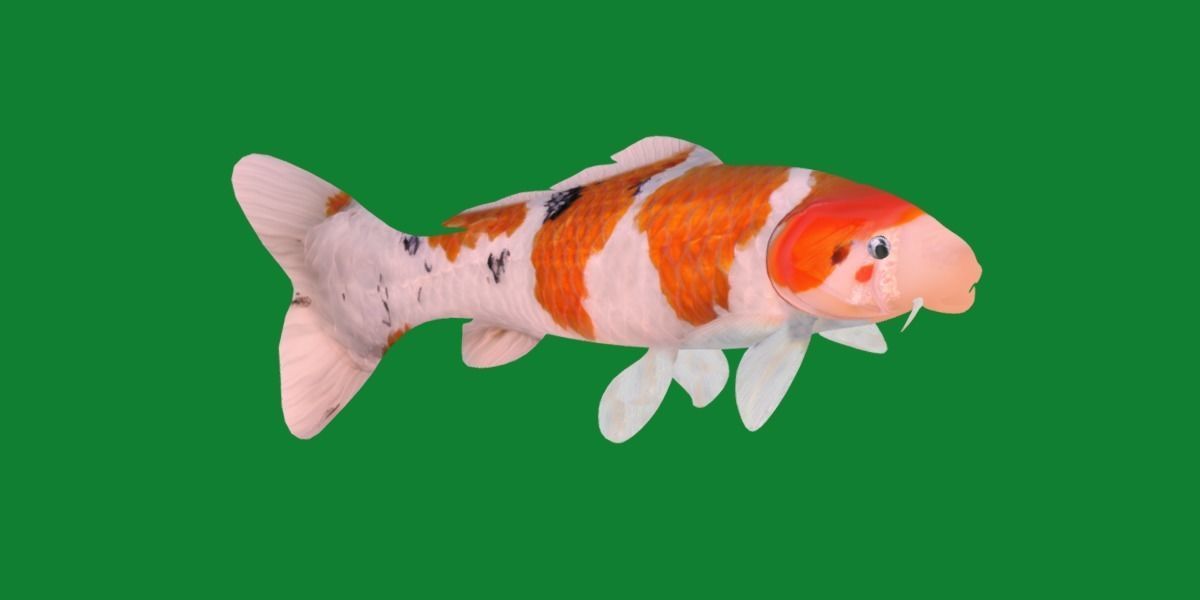 Nishikigoi Koi Fish Low-poly 3D model_36