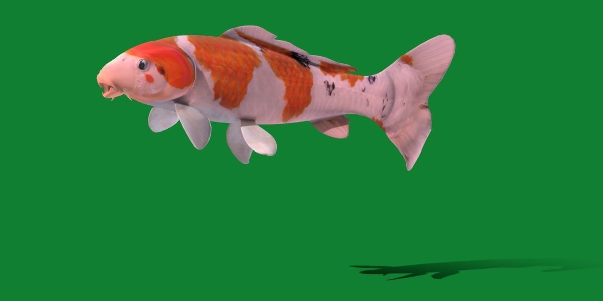Nishikigoi Koi Fish Low-poly 3D model_20