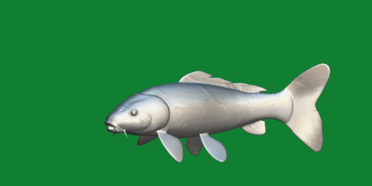 Nishikigoi Koi Fish Low-poly 3D model_25