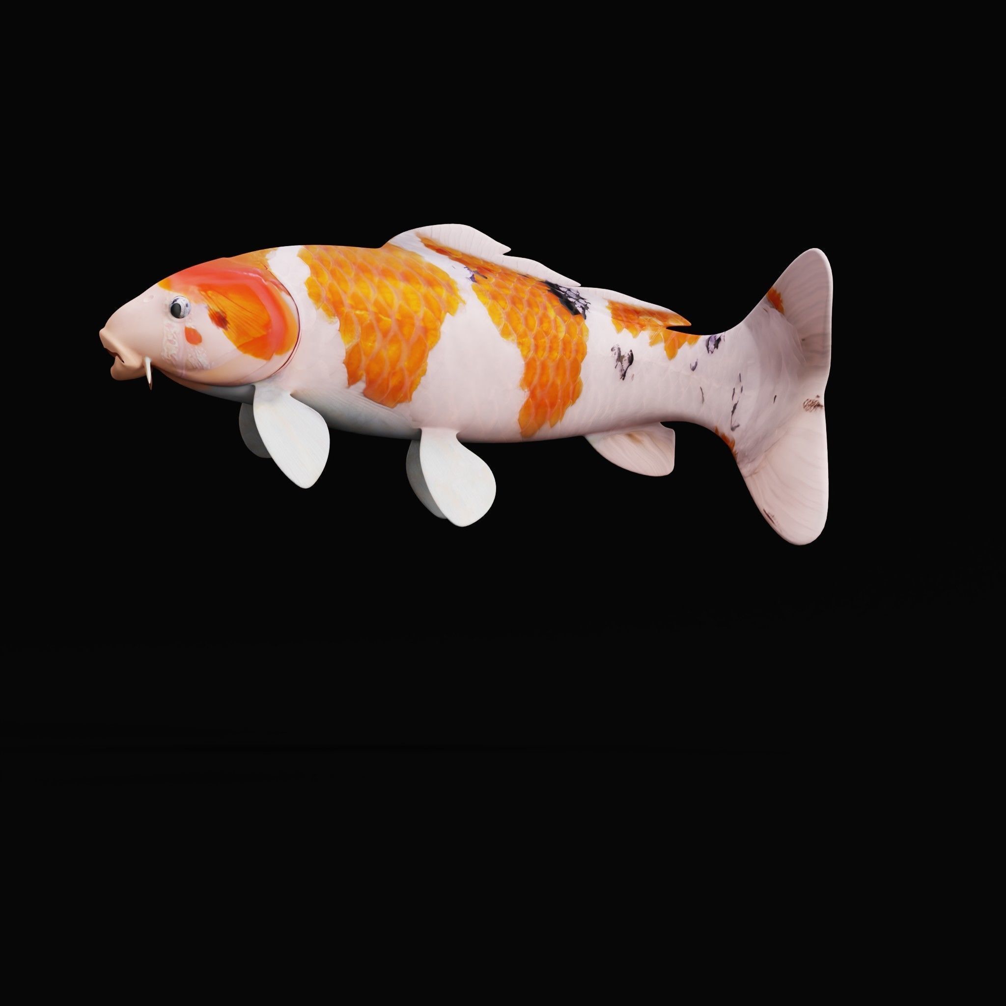 Nishikigoi Koi Fish Low-poly 3D model_10
