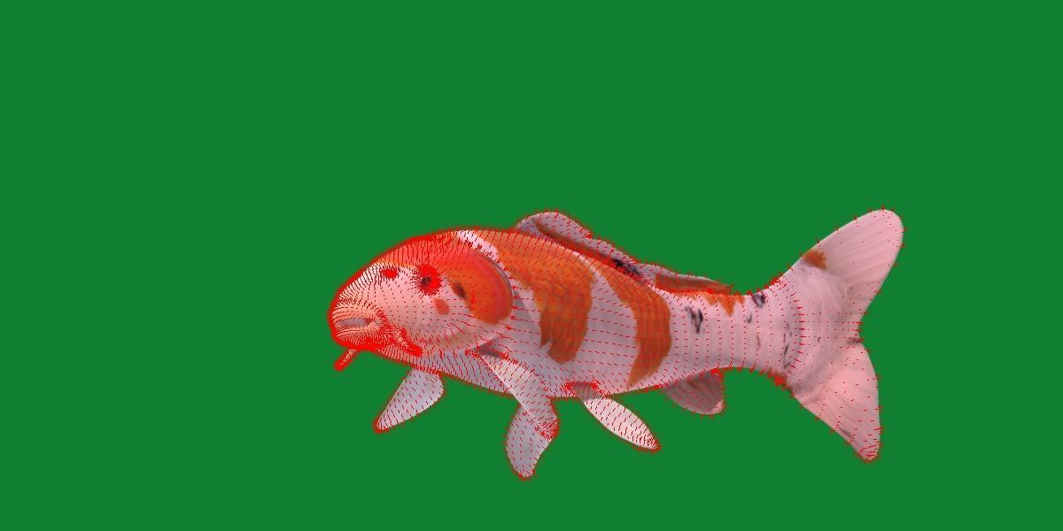 Nishikigoi Koi Fish Low-poly 3D model_28