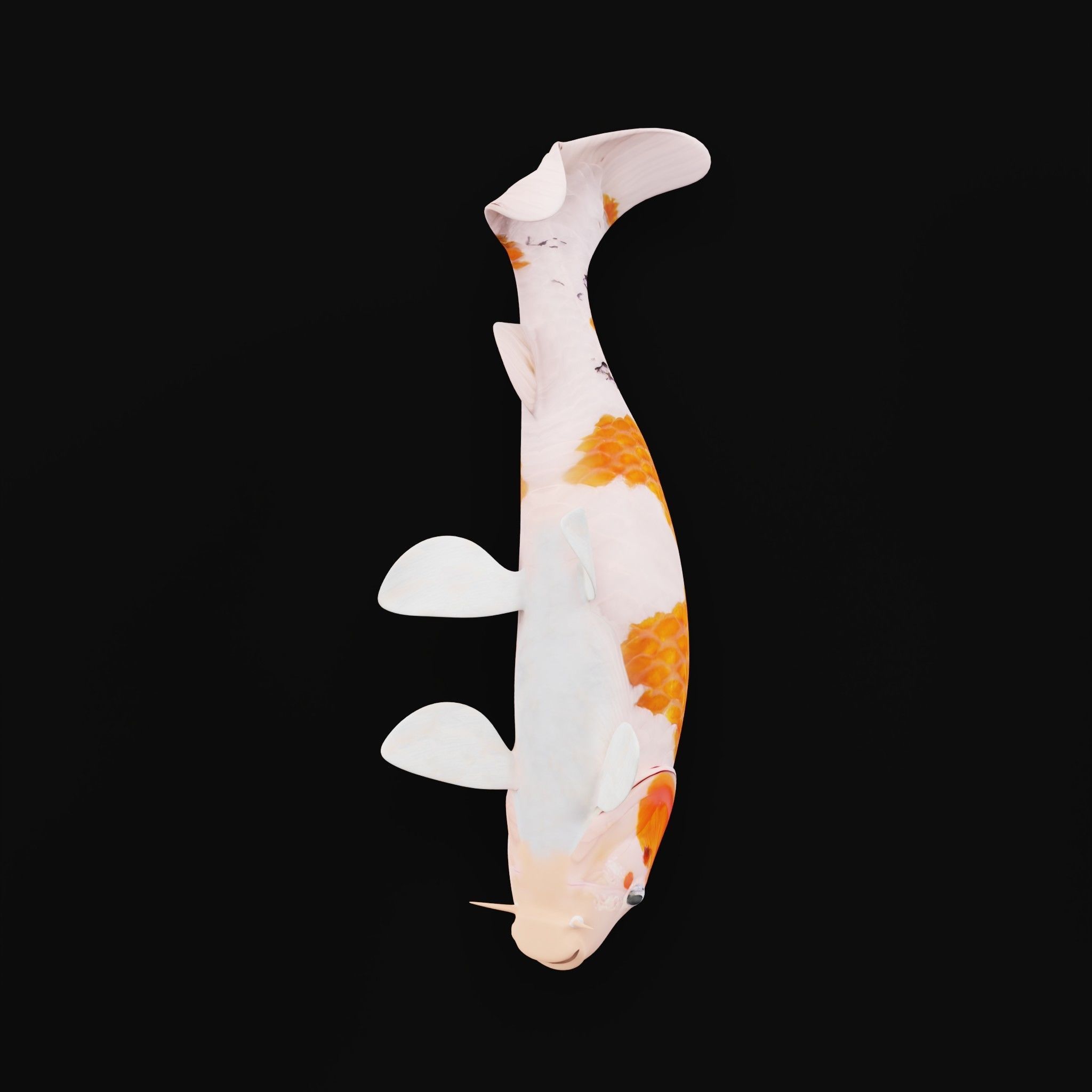 Nishikigoi Koi Fish Low-poly 3D model_14