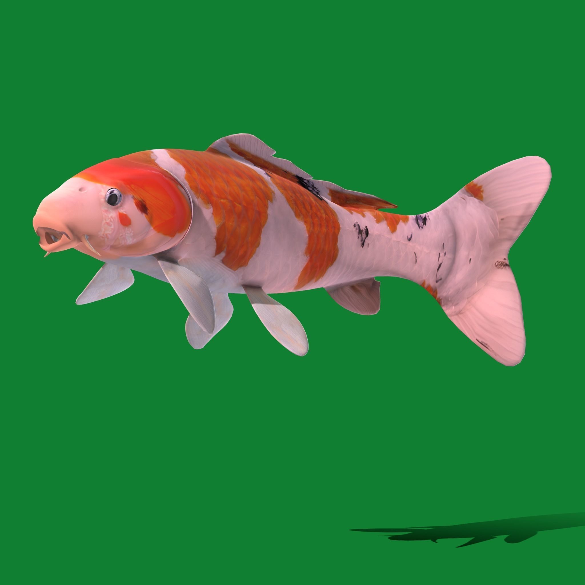 Nishikigoi Koi Fish Low-poly 3D model_32