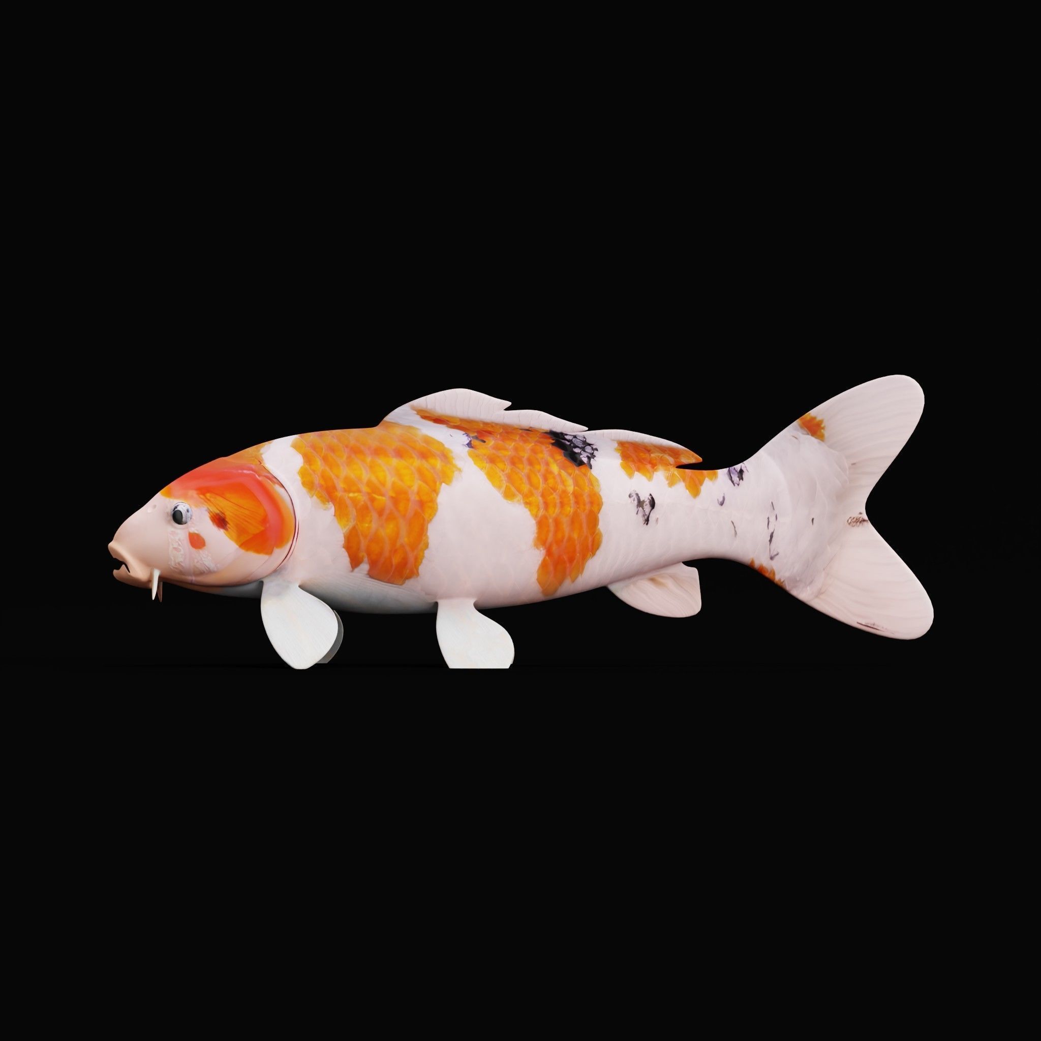 Nishikigoi Koi Fish Low-poly 3D model_17