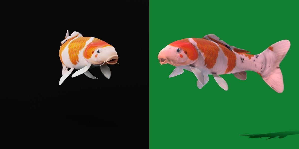 Nishikigoi Koi Fish Low-poly 3D model_19