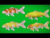 Nishikigoi Koi Fish Low-poly 3D model_1