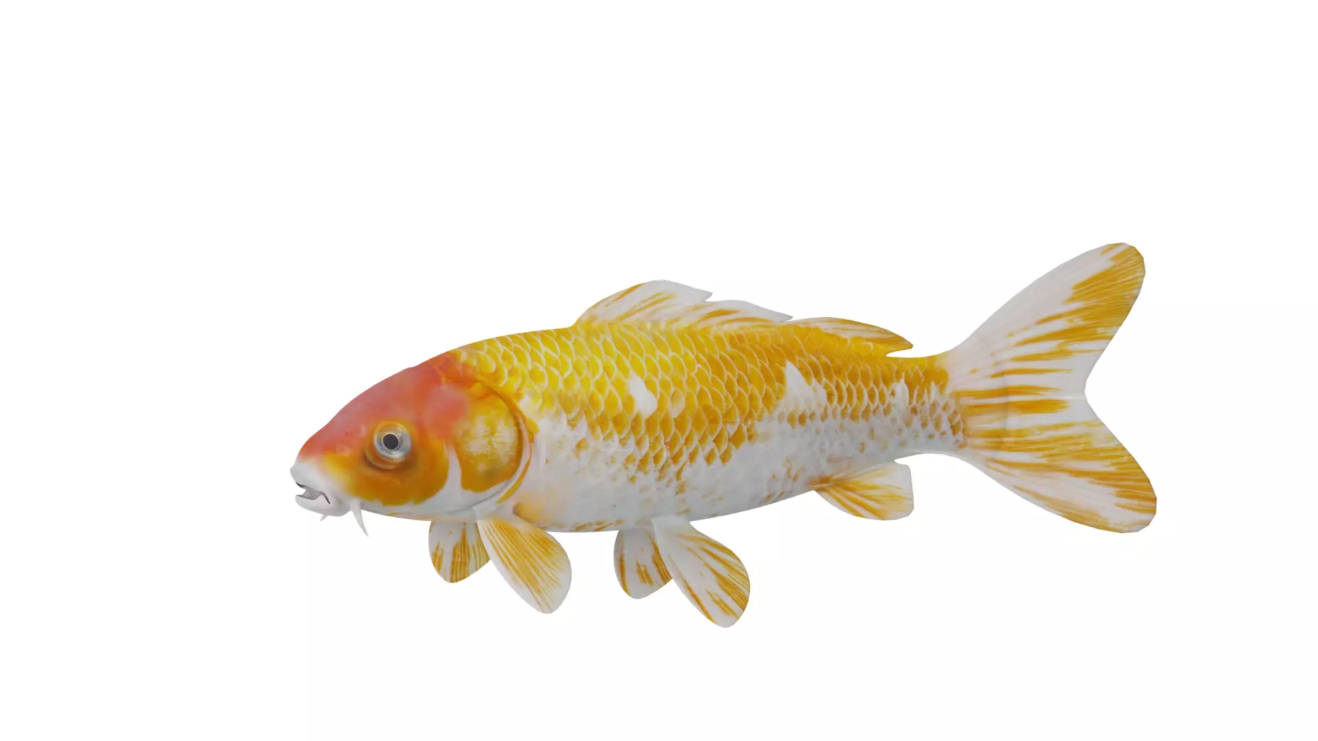 Nishikigoi Koi Fish Low-poly 3D model_5
