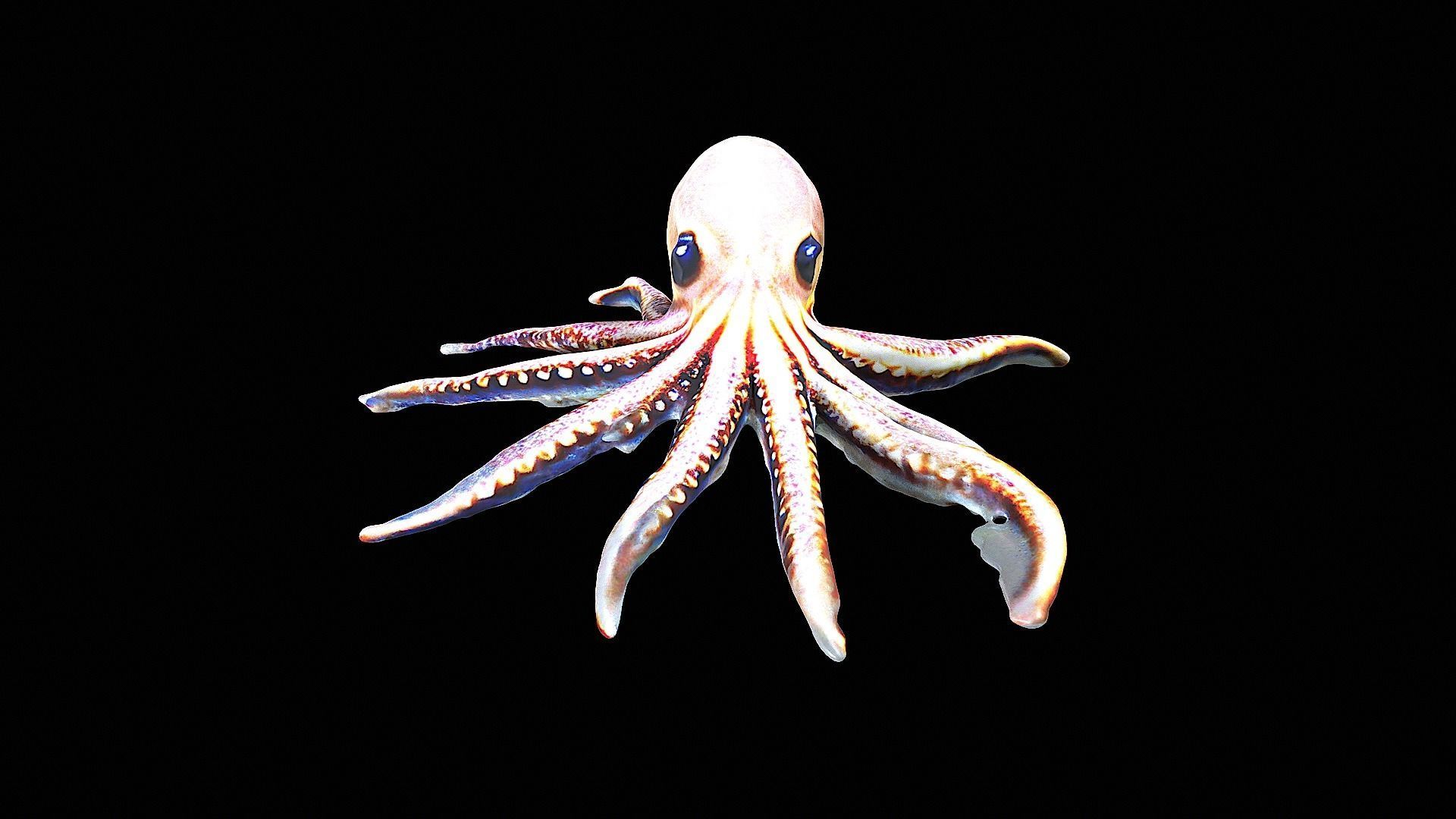 Cute little Octopus 3D model_5