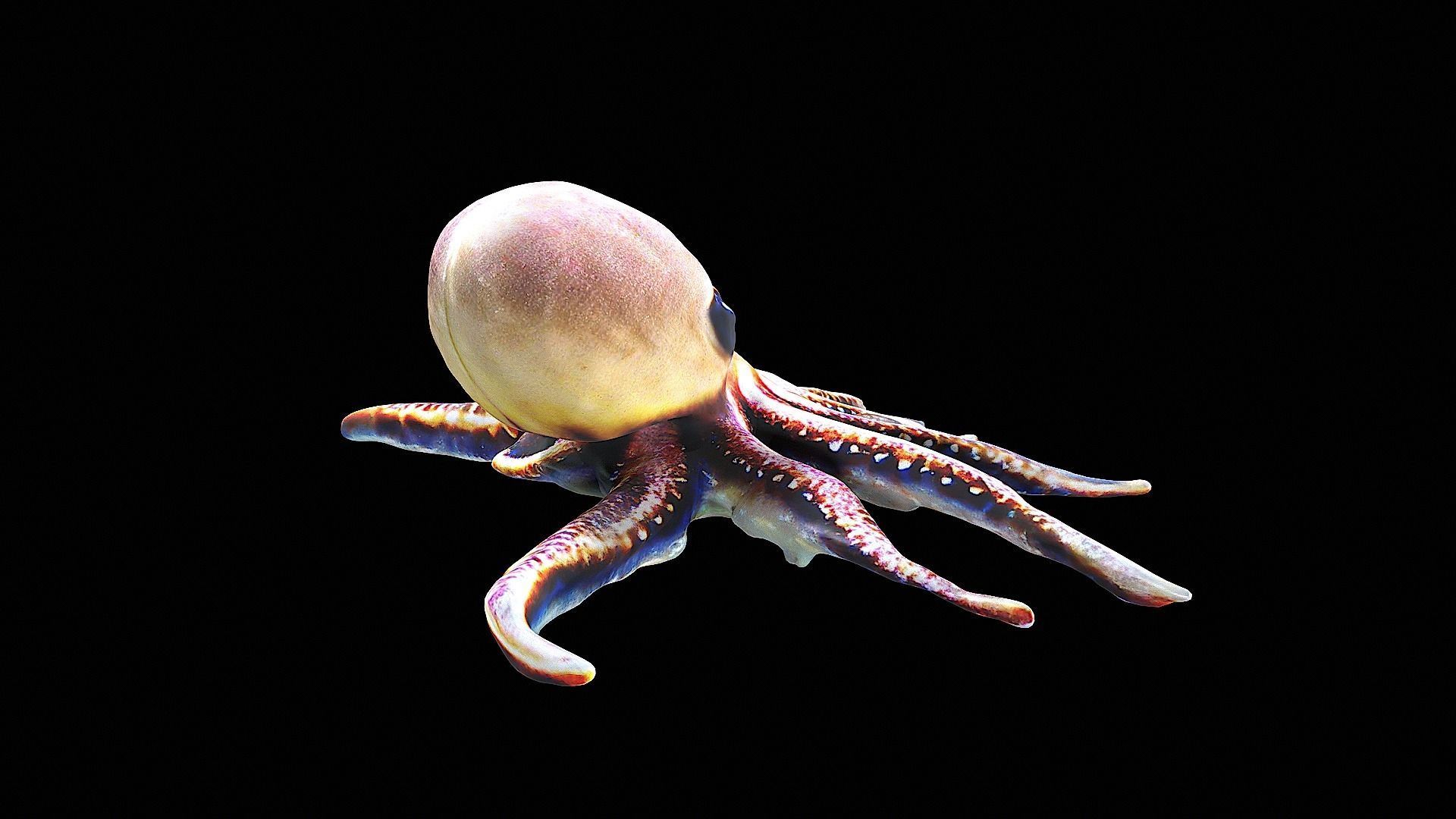 Cute little Octopus 3D model_2