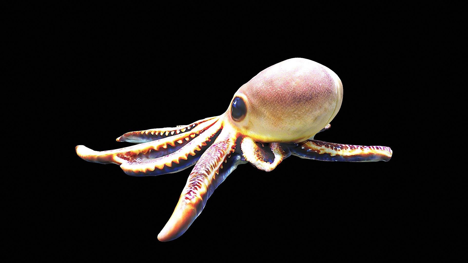 Cute little Octopus 3D model_3