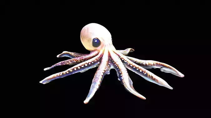 Cute little Octopus