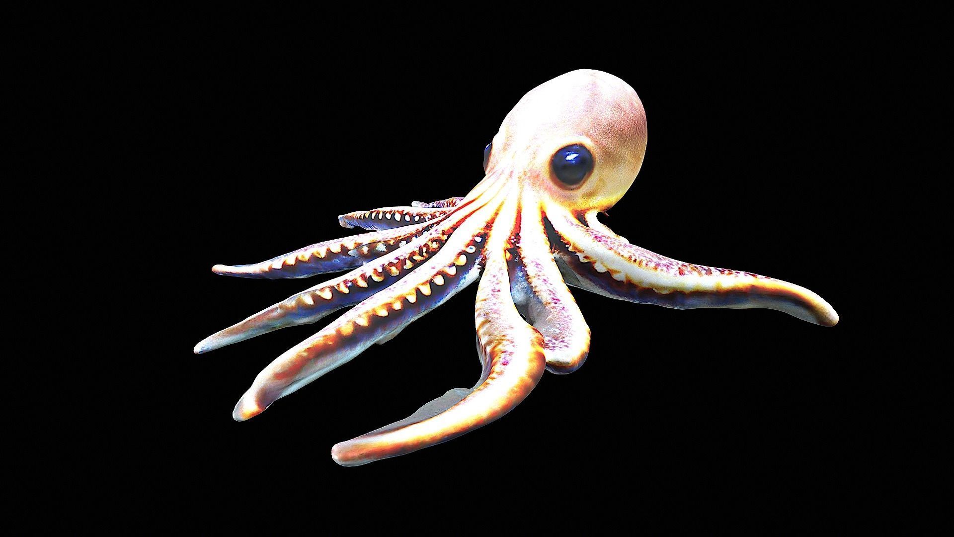 Cute little Octopus 3D model_4