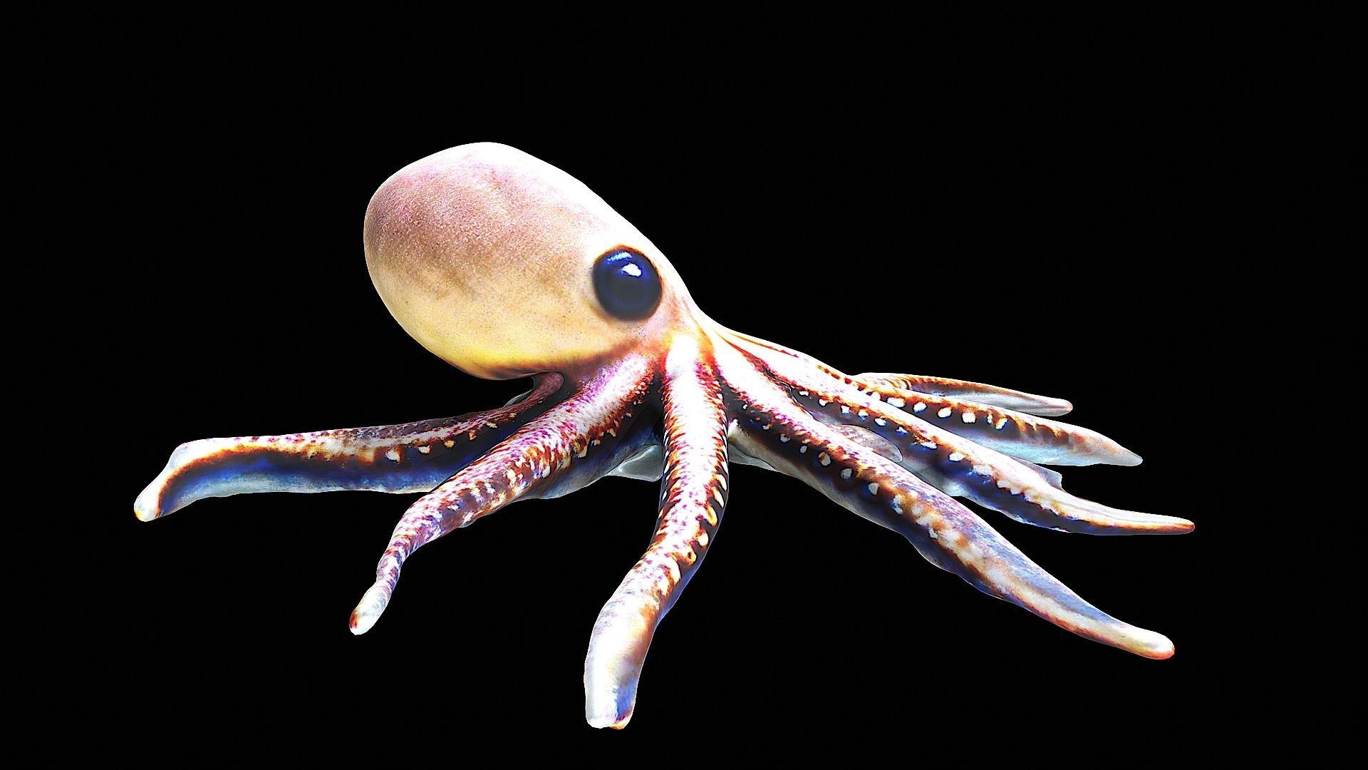Cute little Octopus 3D model_1