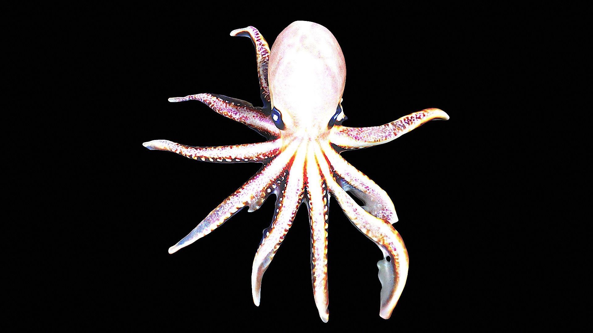 Cute little Octopus 3D model_6