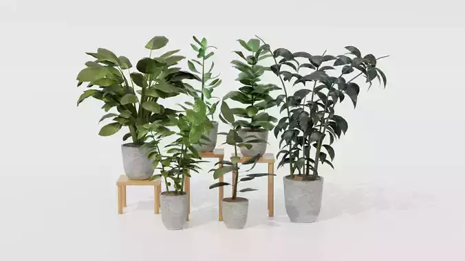 Pots with Plants