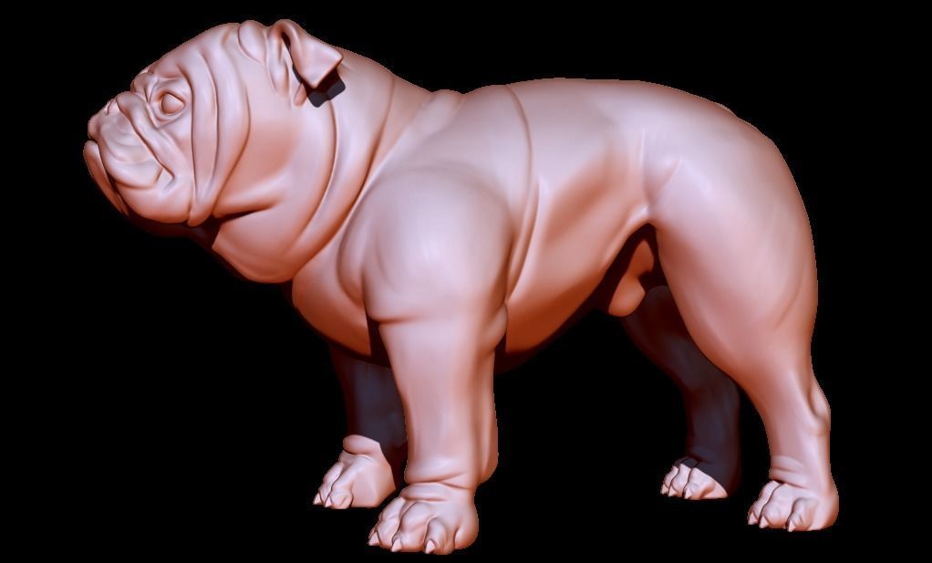 English Bulldog stand pose 3D print model_7