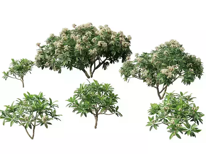 Plumeria rubra - Frangipani