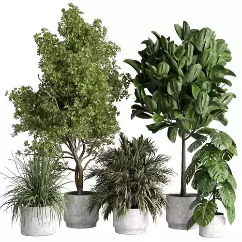 indoor plant 481 pot plant tree ficus rubbery monstera palm 