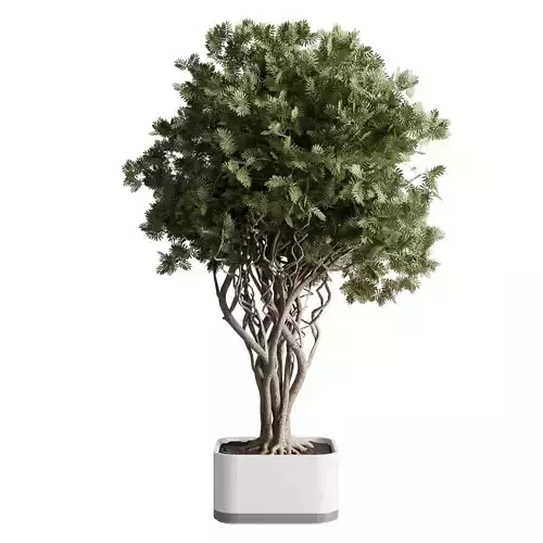 indoor plant 473 pot plant tree concrete dirt vase